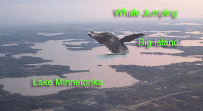 whale in lake minnetonka